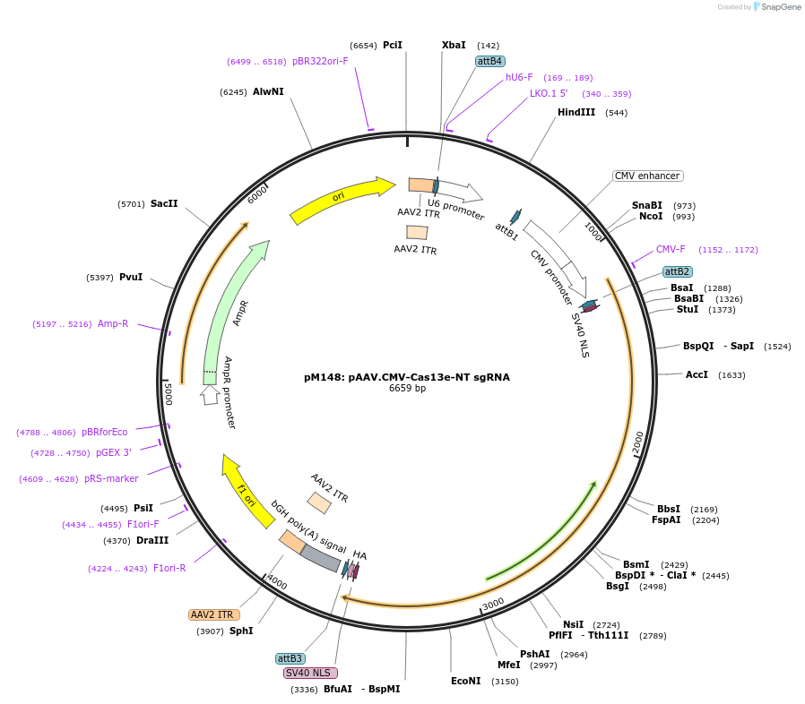 203446-plasmid-map-sequence-id-401408