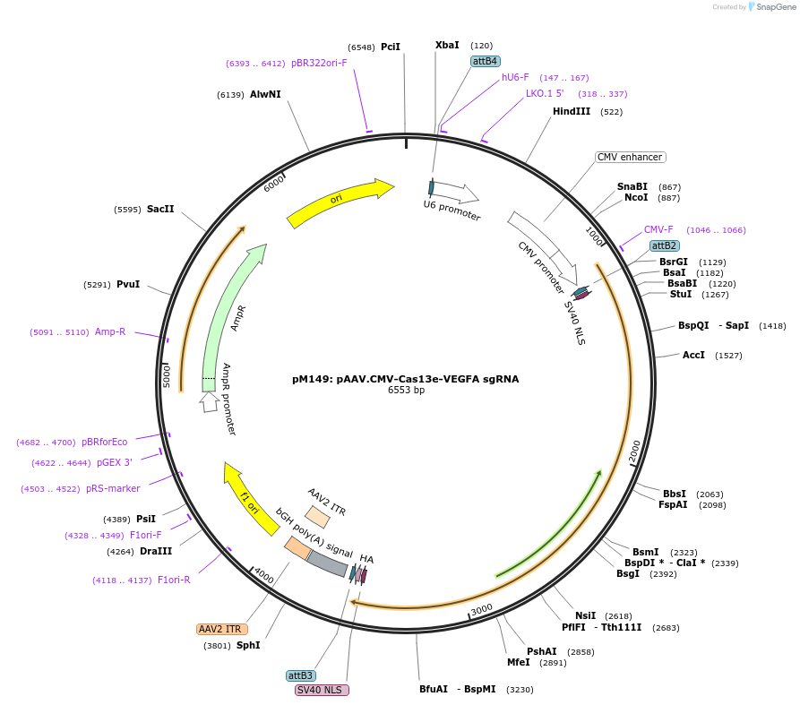 203447-plasmid-map-sequence-id-401410