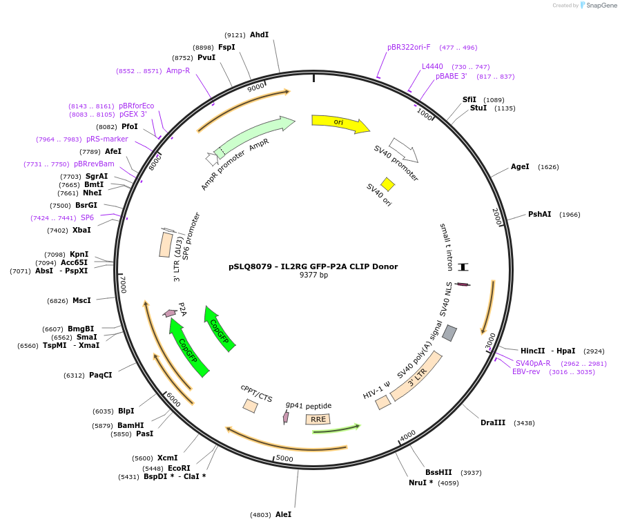 202690-plasmid-map-sequence-id-401411