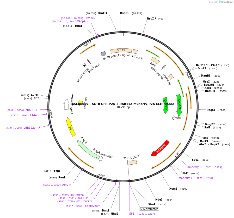 202689-plasmid-map-sequence-id-401413