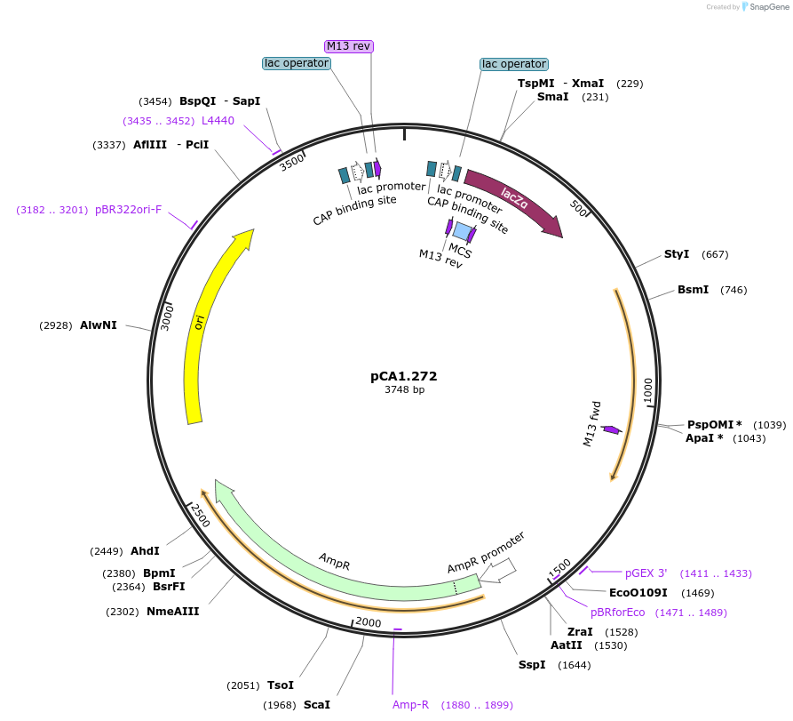200618-plasmid-map-sequence-id-401415