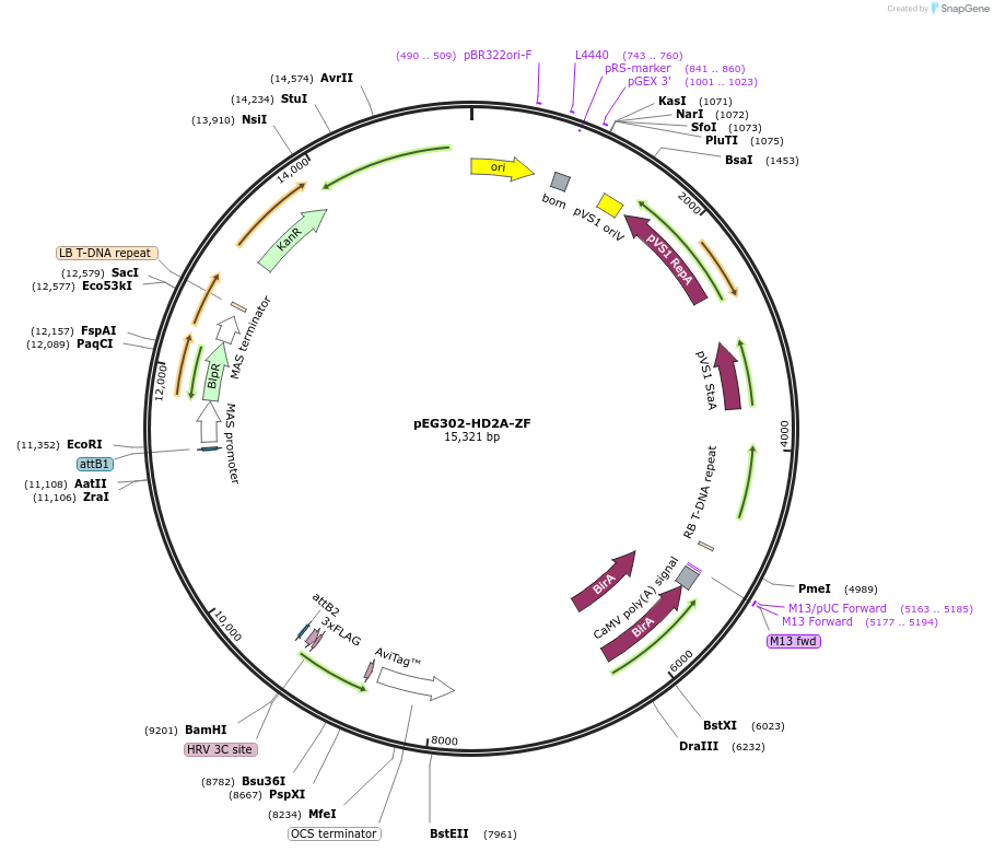 200915-plasmid-map-sequence-id-401420