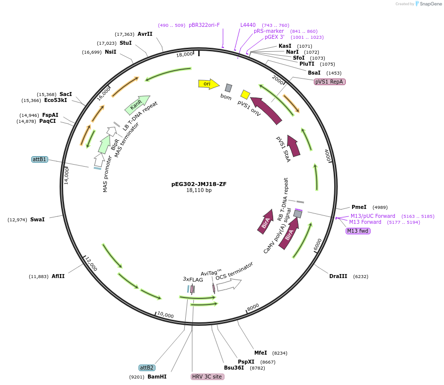 200919-plasmid-map-sequence-id-401423