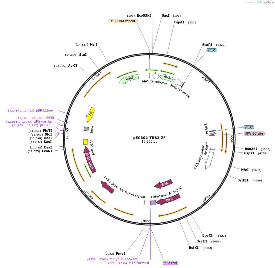 200926-plasmid-map-sequence-id-401425