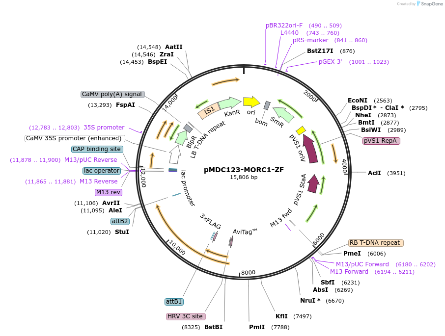 200924-plasmid-map-sequence-id-401427