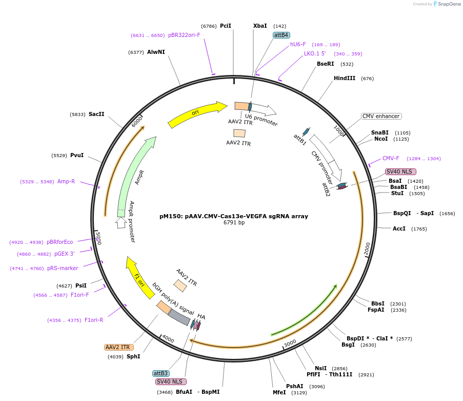 203448-plasmid-map-sequence-id-401475