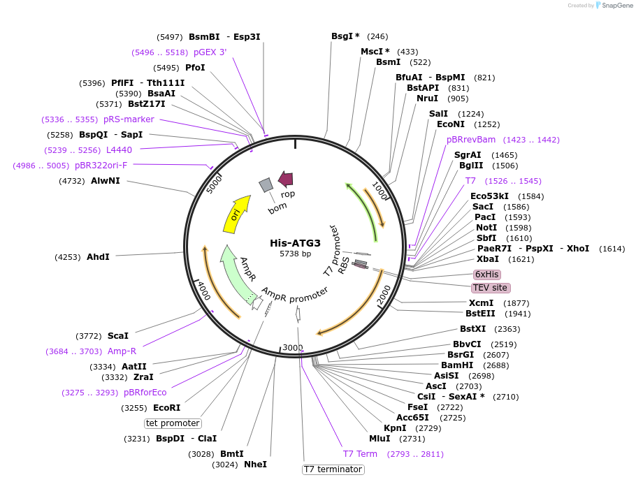 202777-plasmid-map-sequence-id-401477