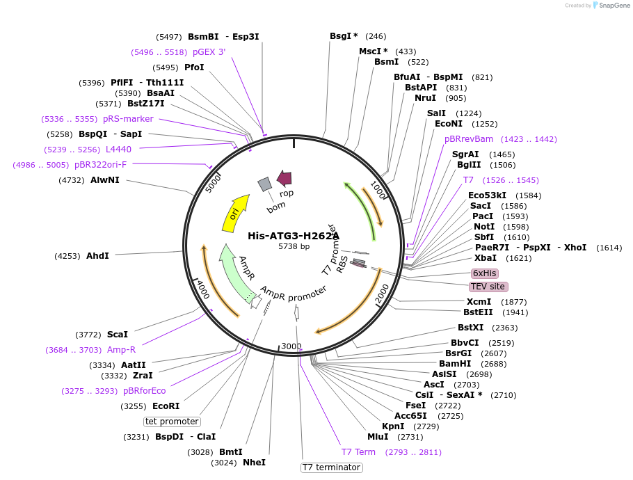 202782-plasmid-map-sequence-id-401480