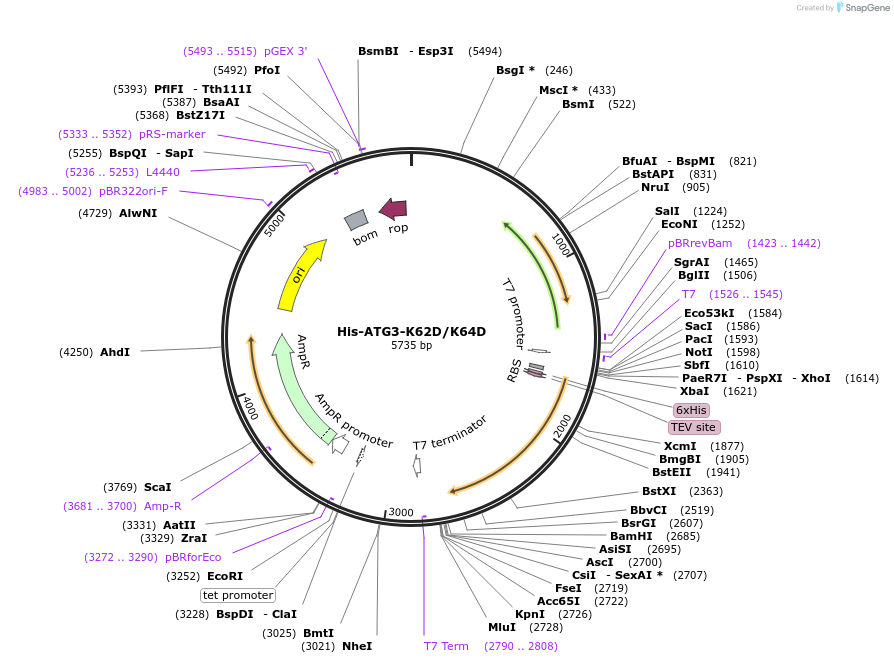 202786-plasmid-map-sequence-id-401482