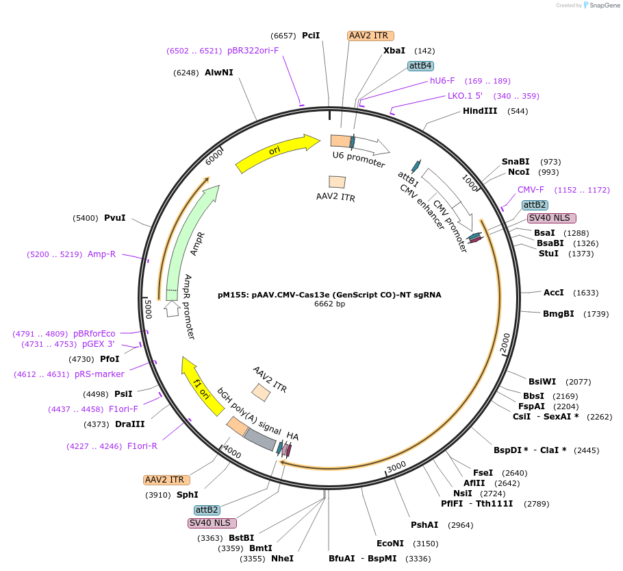 203451-plasmid-map-sequence-id-401483