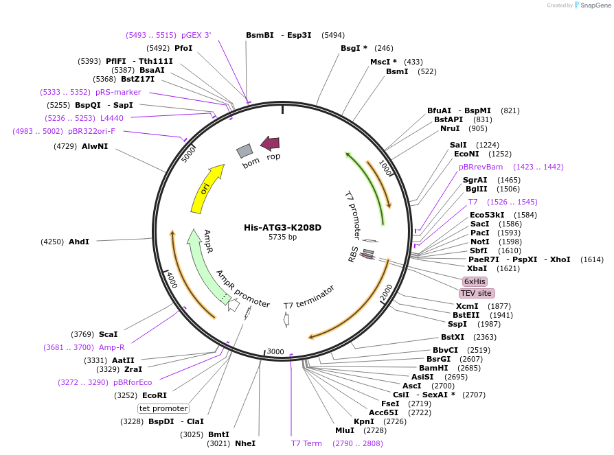 202785-plasmid-map-sequence-id-401484