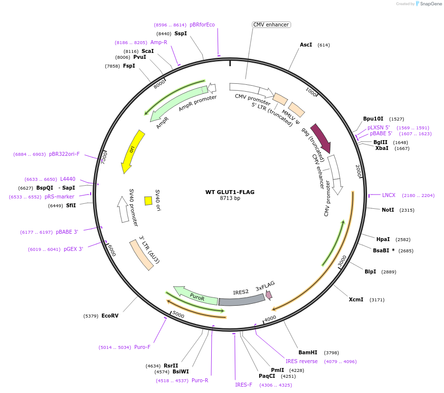200094-plasmid-map-sequence-id-401489