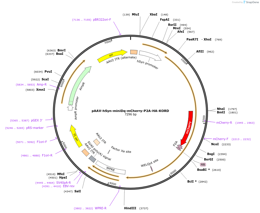 204359-plasmid-map-sequence-id-401492