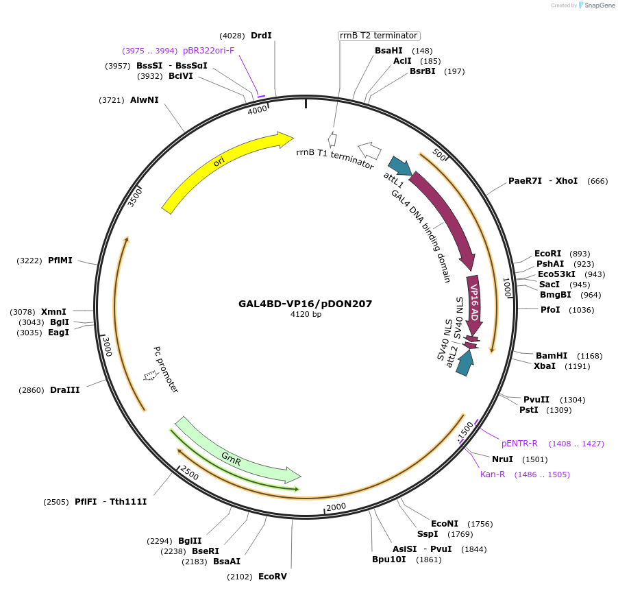 201230-plasmid-map-sequence-id-401503
