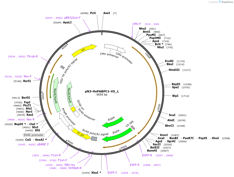 146884-plasmid-map-sequence-id-401505