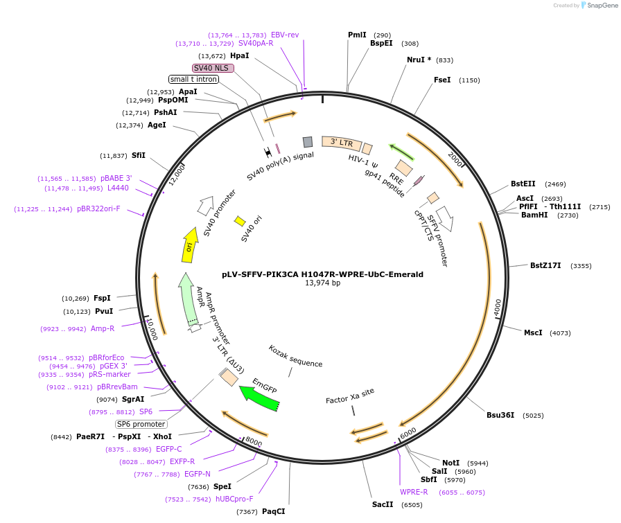 203798-plasmid-map-sequence-id-401509
