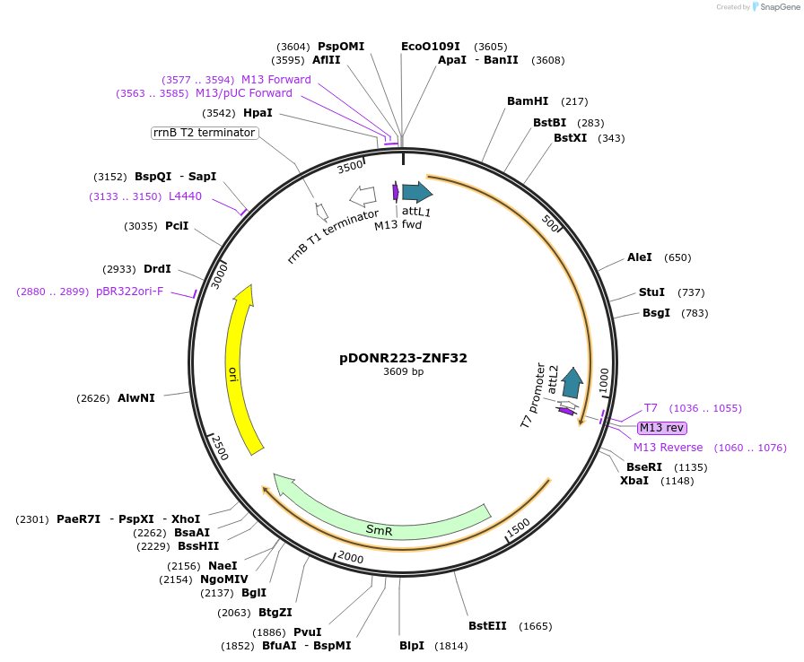 88309-plasmid-map-sequence-id-401518