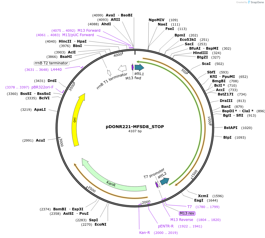 161048-plasmid-map-sequence-id-401521