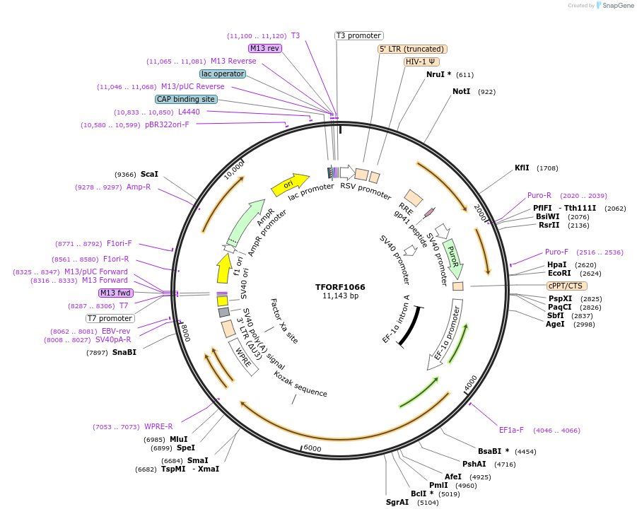 143919-plasmid-map-sequence-id-401526