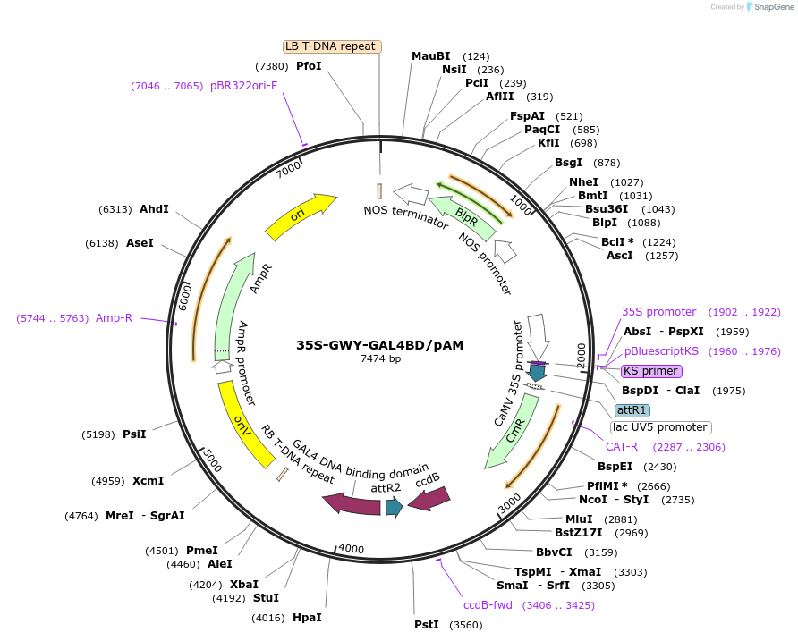 201231-plasmid-map-sequence-id-401532