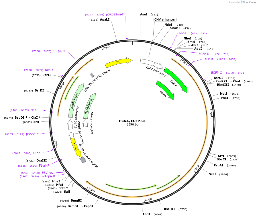 197389-plasmid-map-sequence-id-401571