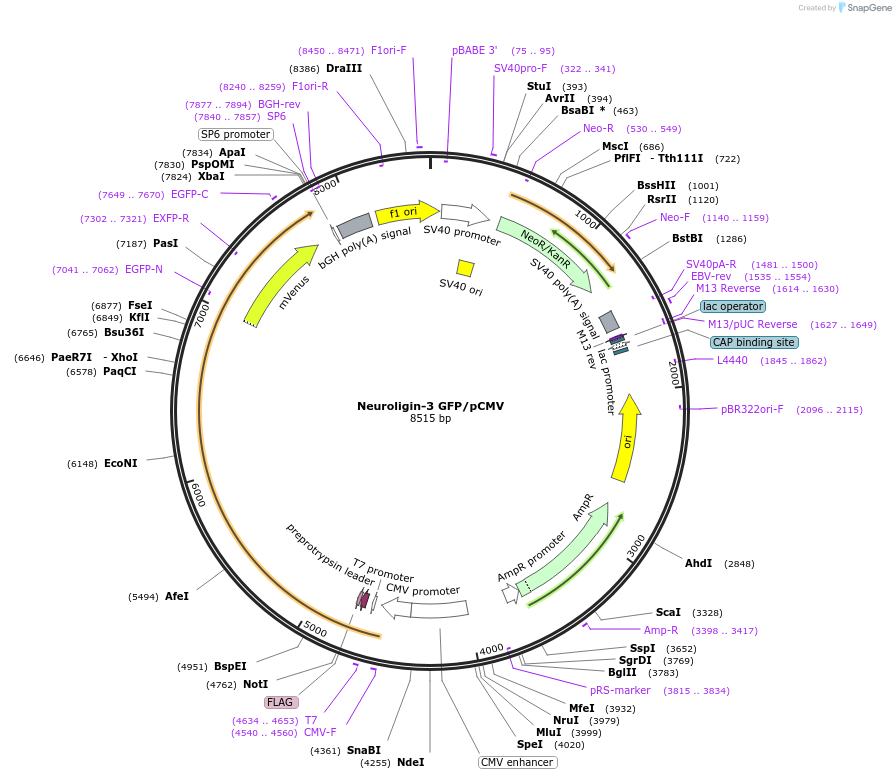 197338-plasmid-map-sequence-id-401573