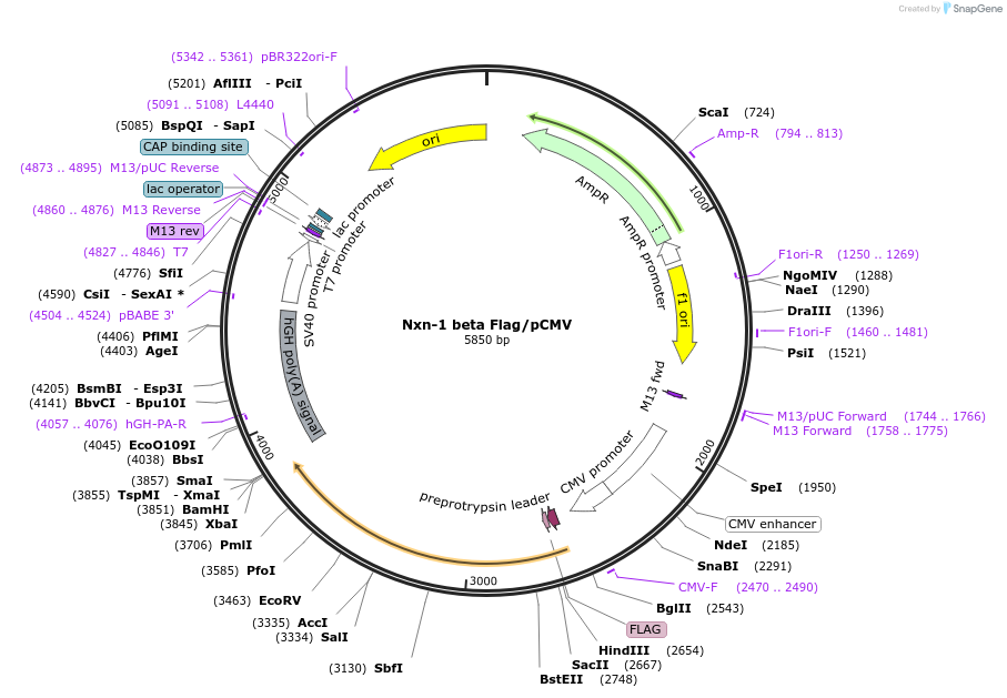197339-plasmid-map-sequence-id-401579