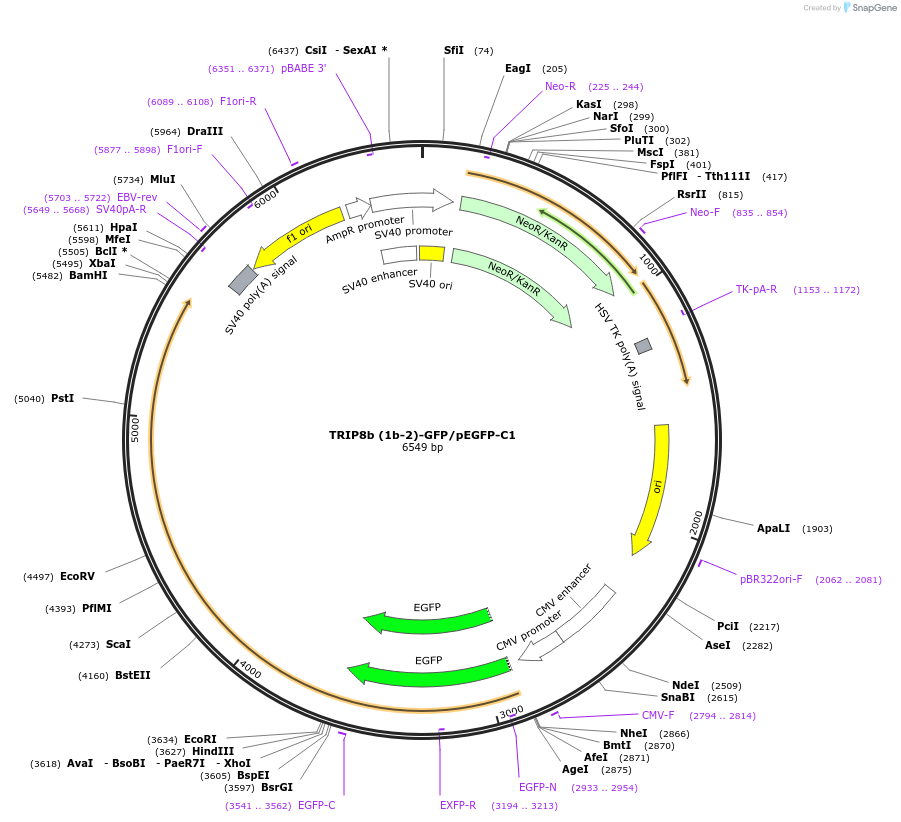 197336-plasmid-map-sequence-id-401590