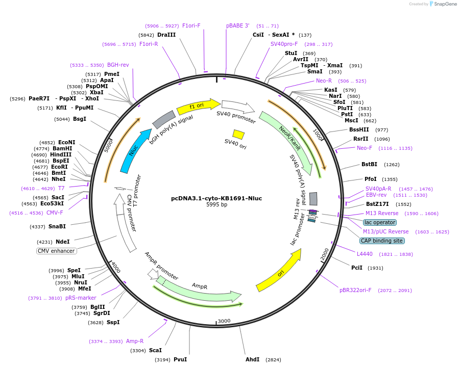 204326-plasmid-map-sequence-id-401594