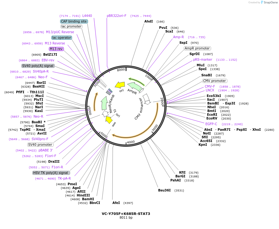 203722-plasmid-map-sequence-id-401596