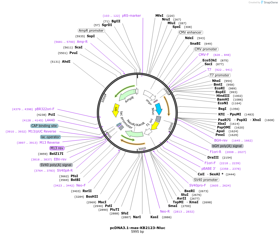204325-plasmid-map-sequence-id-401597