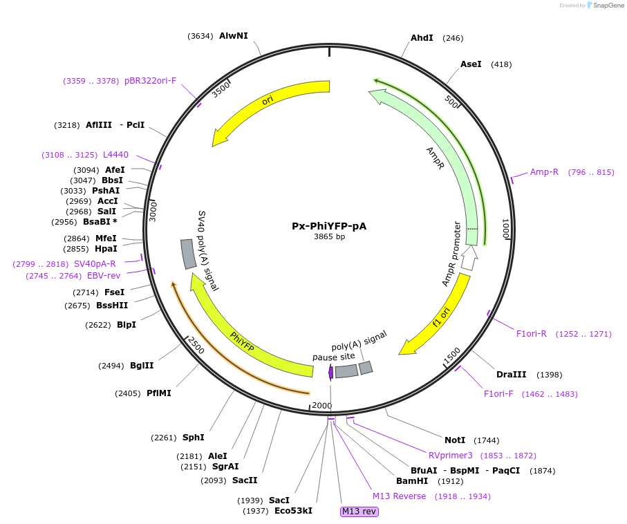 202045-plasmid-map-sequence-id-401601
