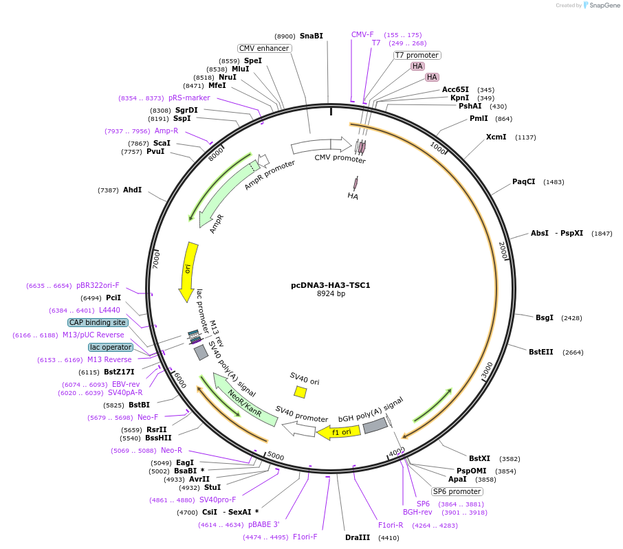 19911-plasmid-map-sequence-id-401603