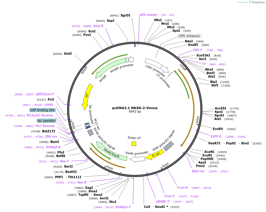 203712-plasmid-map-sequence-id-401650
