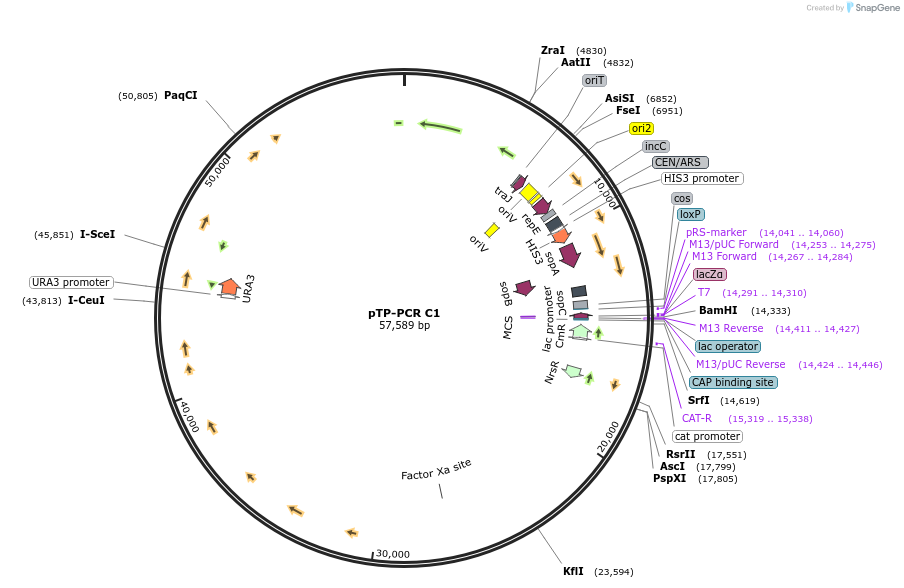 189618-plasmid-map-sequence-id-401652