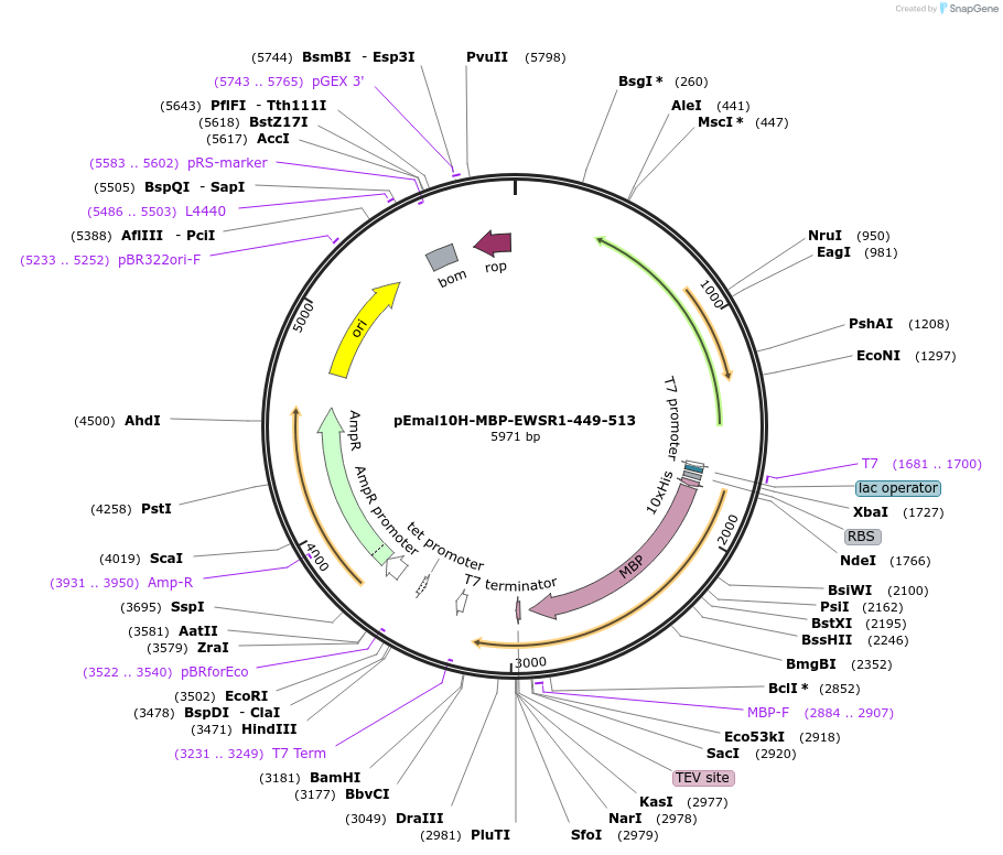 199439-plasmid-map-sequence-id-401659