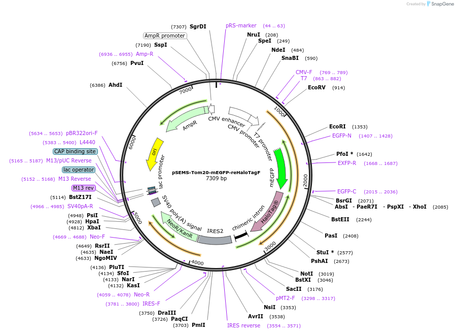 200190-plasmid-map-sequence-id-401666