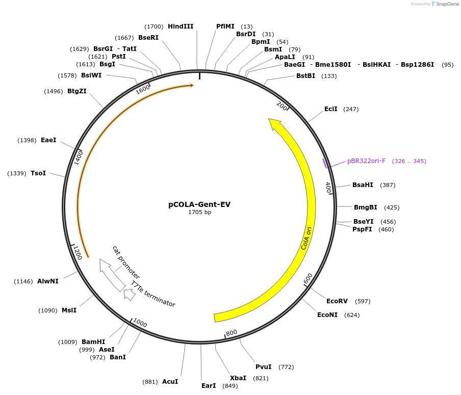202491-plasmid-map-sequence-id-401670