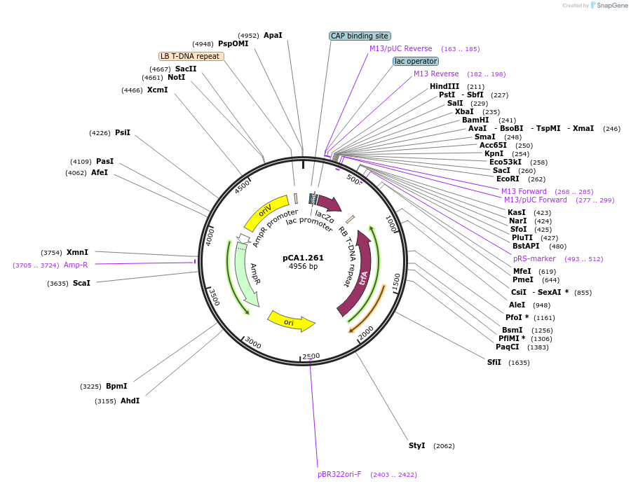 200607-plasmid-map-sequence-id-401679