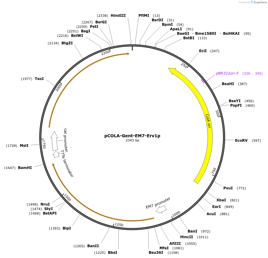 202484-plasmid-map-sequence-id-401681