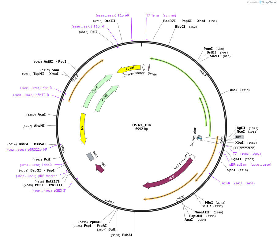 202764-plasmid-map-sequence-id-401771