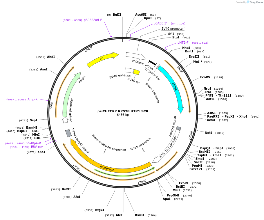 203158-plasmid-map-sequence-id-401791