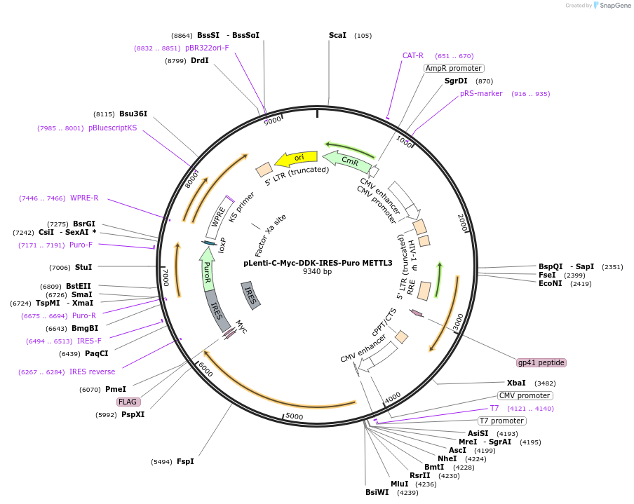 200724-plasmid-map-sequence-id-401795