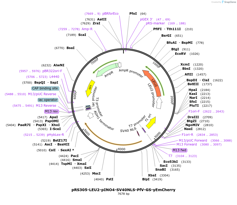 203656-plasmid-map-sequence-id-401864