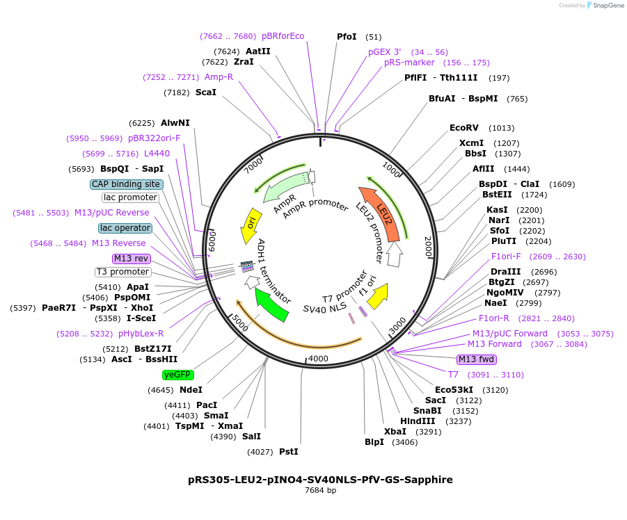 203655-plasmid-map-sequence-id-401865