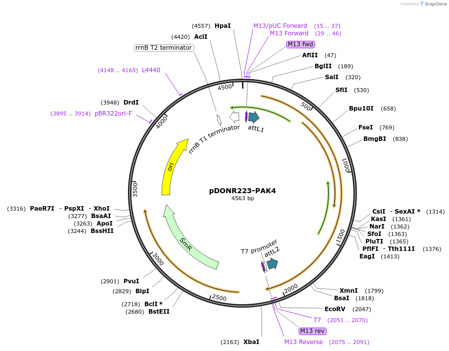 23713-plasmid-map-sequence-id-401866