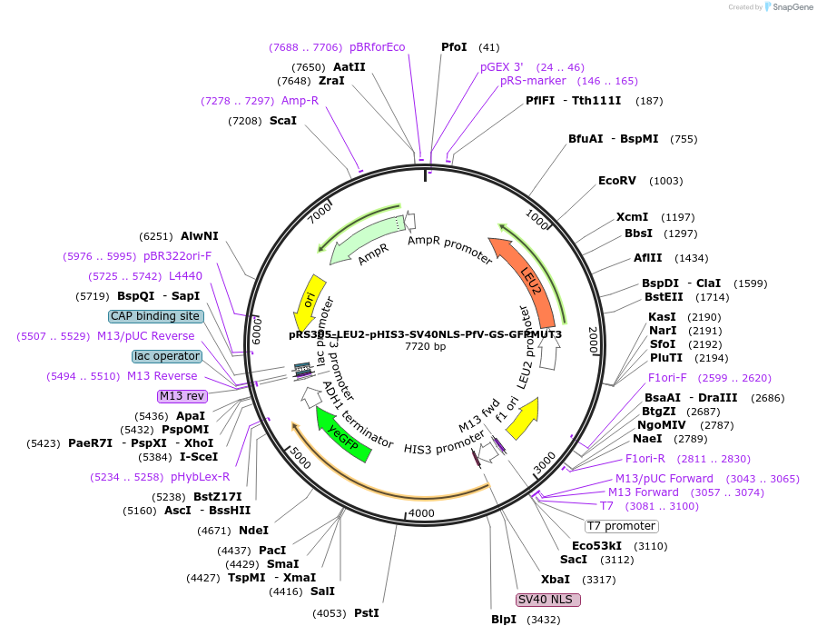 203657-plasmid-map-sequence-id-401868