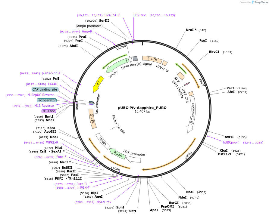 402481_map