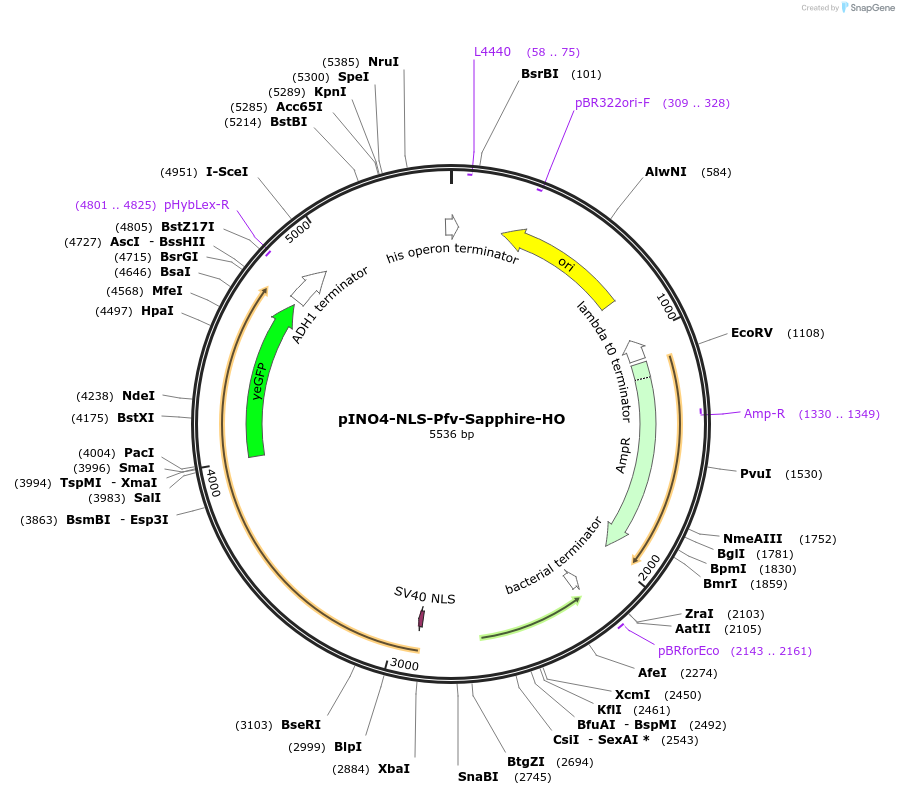 203660-plasmid-map-sequence-id-402488