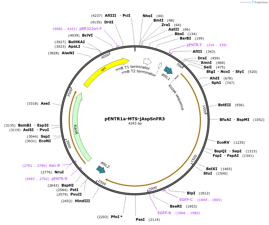 203461-plasmid-map-sequence-id-402515